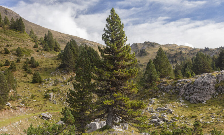 Ancient trees’ gnarled, twisted shapes provide irreplaceable habitats Ancient trees’ gnarled, twisted shapes provide irreplaceable habitats
