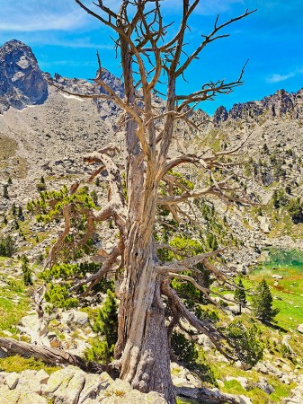 ancient, gnarly mountain pine