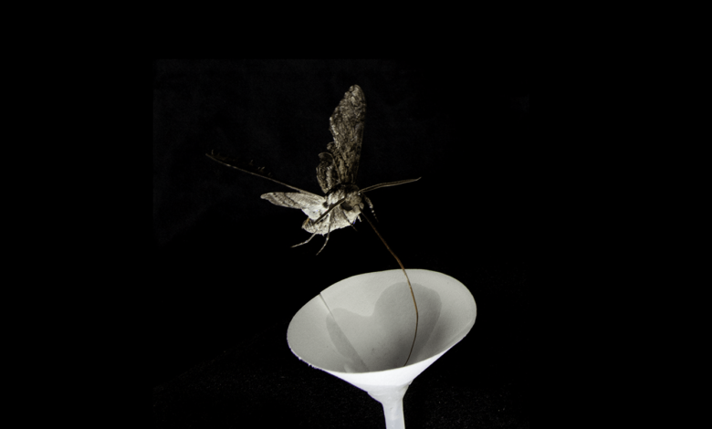 How air pollution can make it harder for pollinators to find flowers How air pollution can make it harder for pollinators to find flowers