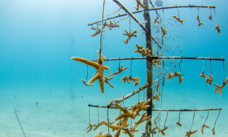 Fake fog, ‘re-skinning’ and ‘sea-weeding’ could help coral reefs survive Fake fog, ‘re-skinning’ and ‘sea-weeding’ could help coral reefs survive