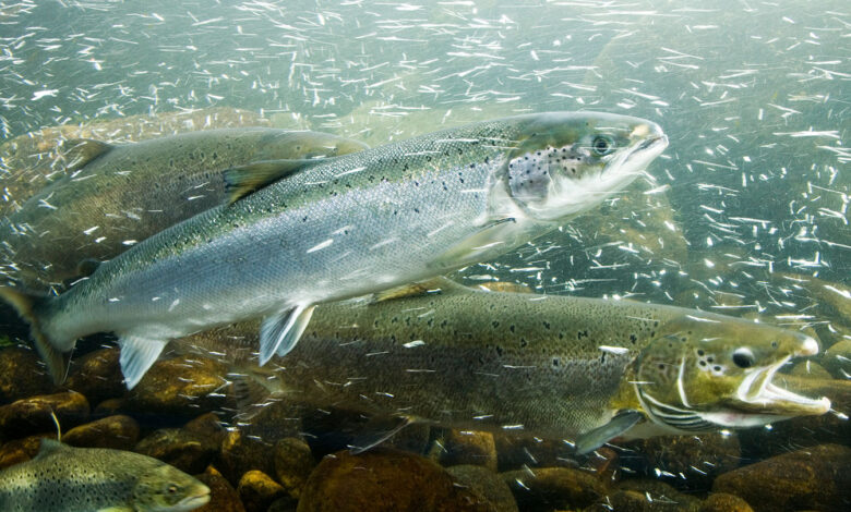 Pumping cold water into rivers could act as ‘air conditioning’ for fish Pumping cold water into rivers could act as ‘air conditioning’ for fish