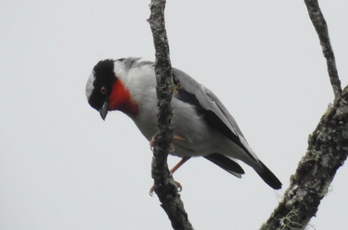 cherry-throated tanager perched on a branch