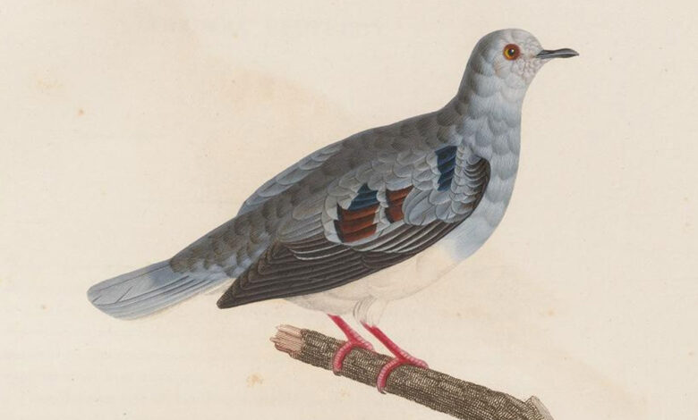 Scientists eavesdrop on a South American forest to find a missing bird Scientists eavesdrop on a South American forest to find a missing bird