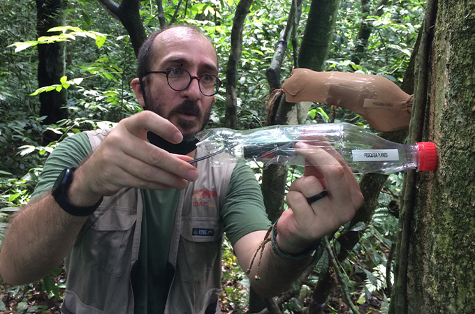 researcher attaches recording device to a tree