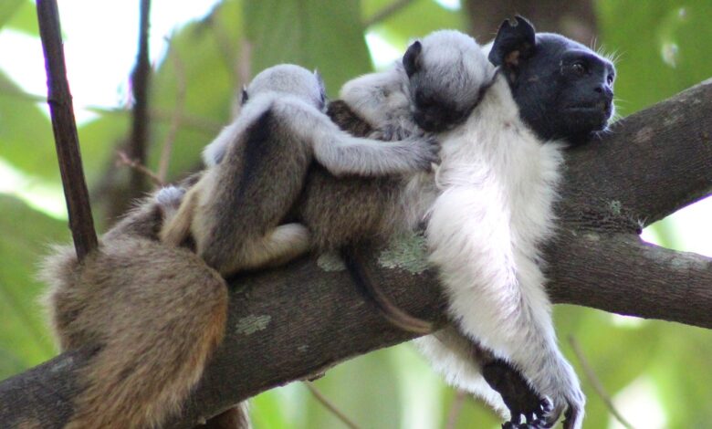 In noisy environs, pied tamarins are using smell more often to communicate In noisy environs, pied tamarins are using smell more often to communicate