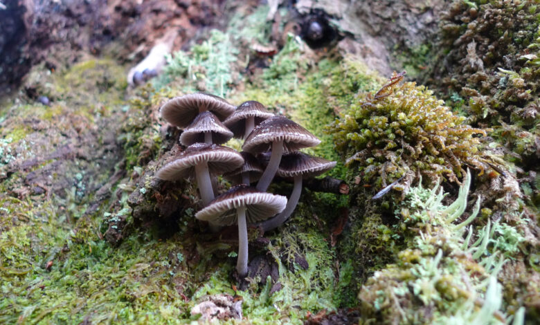 When discussing flora and fauna, don’t forget ‘funga’ When discussing flora and fauna, don’t forget ‘funga’