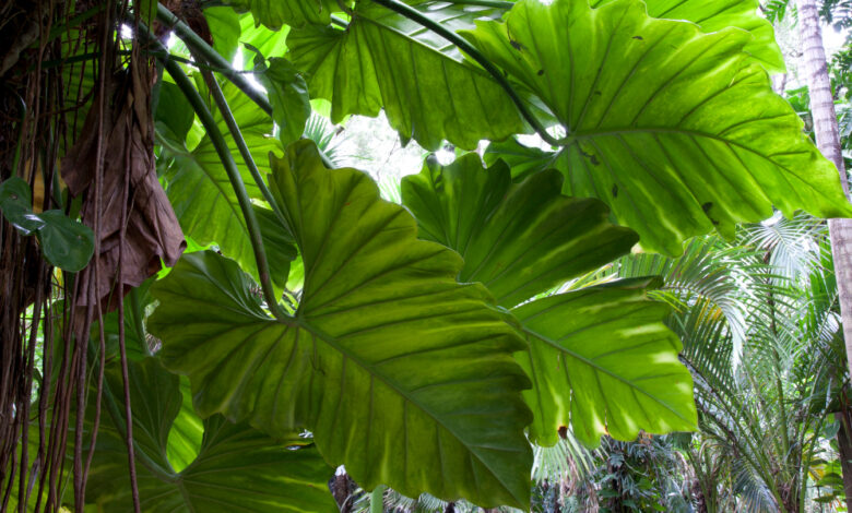 Some leaves in tropical forests may be getting too hot for photosynthesis Some leaves in tropical forests may be getting too hot for photosynthesis