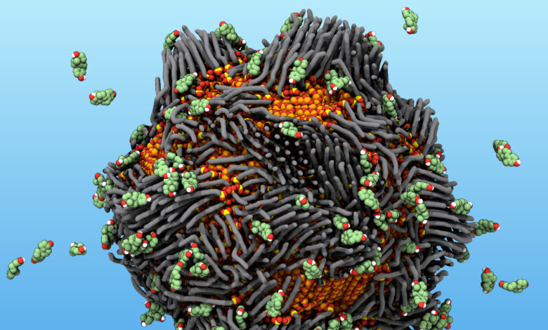 Magnetic ‘rusty’ nanoparticles pull estrogen out of water Magnetic ‘rusty’ nanoparticles pull estrogen out of water