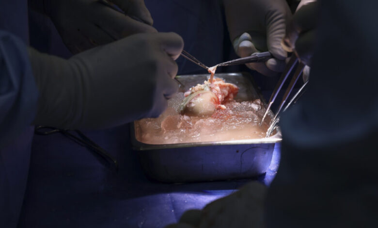 Surgeons perform first xenotransplant using CRISPR’d pig kidney Surgeons perform first xenotransplant using CRISPR’d pig kidney