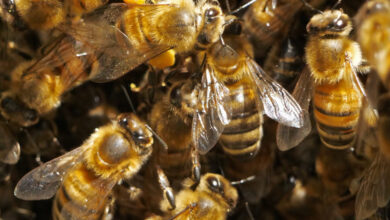 Honeybees Don’t Need Saving, I Learned When They Invaded My House