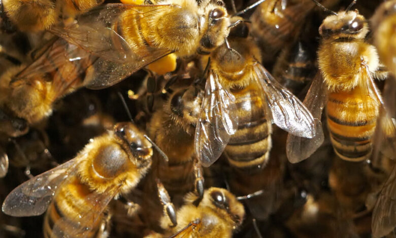 Honeybees Don’t Need Saving, I Learned When They Invaded My House Honeybees Don’t Need Saving, I Learned When They Invaded My House