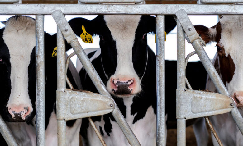 Scientists Fault Federal Response to Bird Flu Outbreaks on Dairy Farms Scientists Fault Federal Response to Bird Flu Outbreaks on Dairy Farms