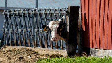 Bird Flu Outbreak in Cattle May Have Begun Months Earlier Than Thought