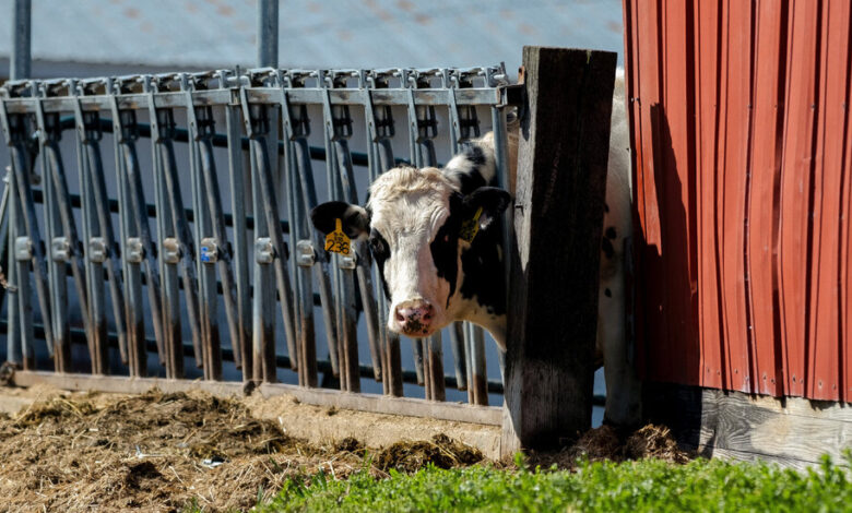 Bird Flu Outbreak in Cattle May Have Begun Months Earlier Than Thought Bird Flu Outbreak in Cattle May Have Begun Months Earlier Than Thought