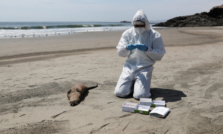 Bird Flu Is Infecting More Mammals. What Does That Mean for Us?