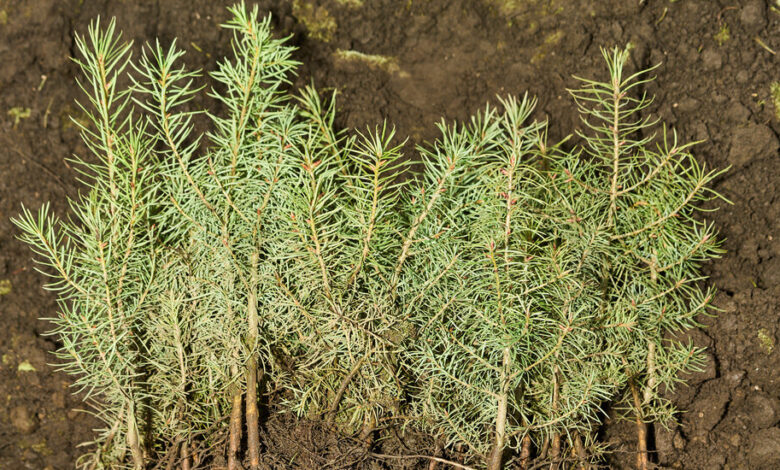 As Wildfires Grow Fiercer, Some Companies Look to Rebuild the Tree Supply Chain As Wildfires Grow Fiercer, Some Companies Look to Rebuild the Tree Supply Chain