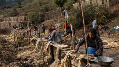 On Himalayan Hillsides Grows Japan’s Cold, Hard Cash