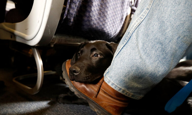 Pet Policies for Delta Air Lines, United Airlines, American Airlines and Other Domestic Carriers Pet Policies for Delta Air Lines, United Airlines, American Airlines and Other Domestic Carriers
