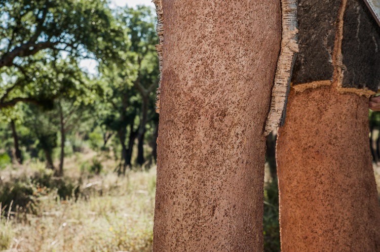 Quercus suber L. tree is a great alternative to petroleum-based materials used in structural applications. No trees are felled or damaged in the cork extraction process, only their outer bark is removed. 