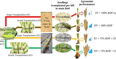 Double transplantation as a climate resilient and sustainable resource management strategy for rice production in eastern Uttar Pradesh, north India