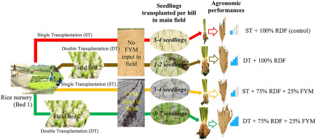 Double transplantation as a climate resilient and sustainable resource management strategy for rice production in eastern Uttar Pradesh, north India Double transplantation as a climate resilient and sustainable resource management strategy for rice production in eastern Uttar Pradesh, north India