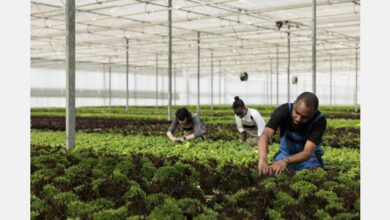 4-day course to empower horti entrepreneurs