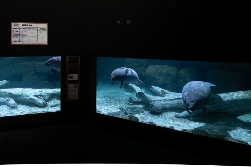 Three manatees swims through a tank.