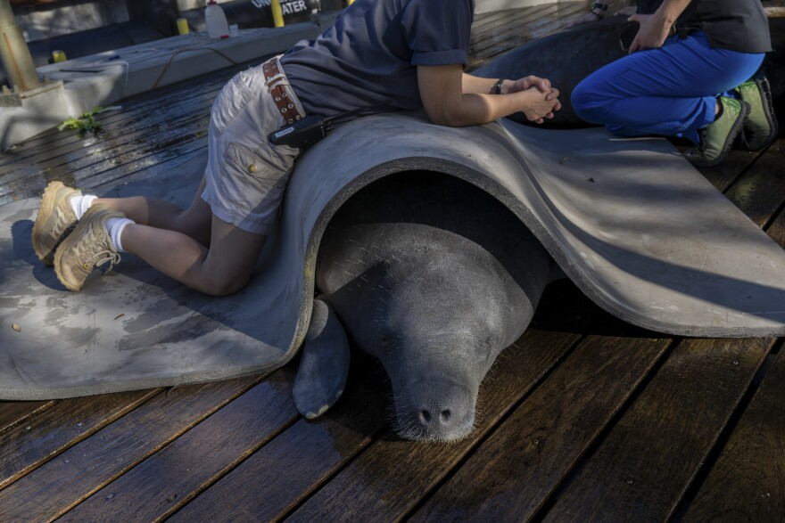 A person holds a mat on a manatee