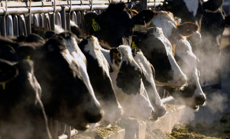 Fragments of Bird Flu Virus Discovered in Milk Fragments of Bird Flu Virus Discovered in Milk