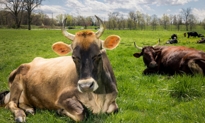 Beef From Dairy Cows? It Could Be a Lifeline for American Farmers. Beef From Dairy Cows? It Could Be a Lifeline for American Farmers.