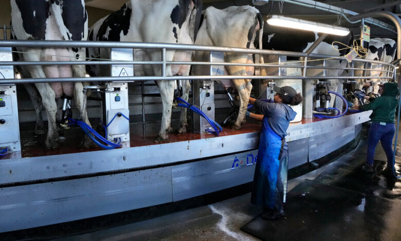 One in Five Milk Samples Nationwide Shows Genetic Traces of Bird Flu One in Five Milk Samples Nationwide Shows Genetic Traces of Bird Flu