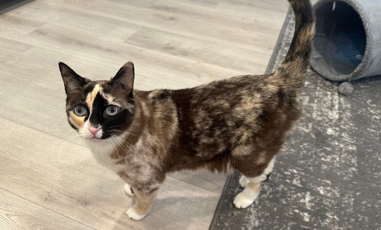 Stowaway Cat Gets 500 Miles from Home in Amazon Returns Box Stowaway Cat Gets 500 Miles from Home in Amazon Returns Box