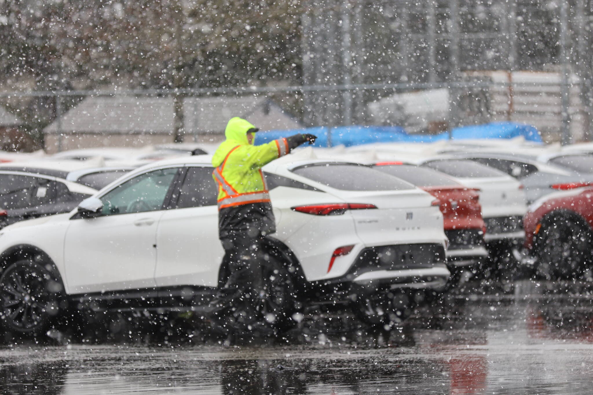 Michael S. Lockett / The Daily World
A longshoreman guides in automobiles into neat rows as they offload a car carrier at the Port of Grays Harbor.