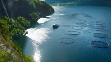 Hofseth deploys data analytics in salmon lice strategy