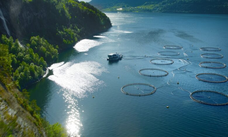 Hofseth deploys data analytics in salmon lice strategy Hofseth deploys data analytics in salmon lice strategy