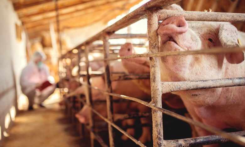 Breeding better hogs with artificial intelligence Breeding better hogs with artificial intelligence
