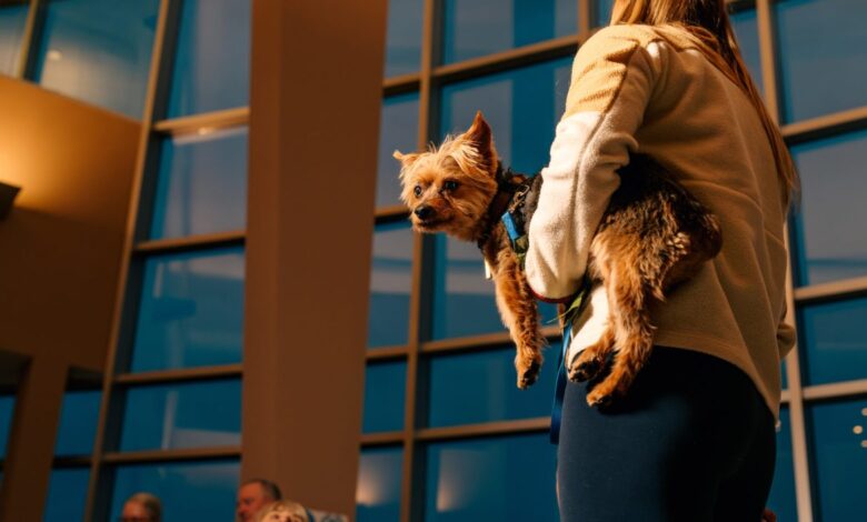 Cornell Professors Share Insight into AI in Veterinary Medicine Cornell Professors Share Insight into AI in Veterinary Medicine