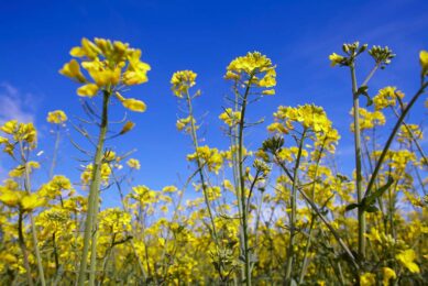 The new bioinsecticide from Bayer can be used in oilseed rape and cereals. - Photo: Bayer