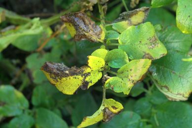 Alternaria in potatoes. - Photo: Peter Roek