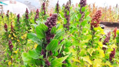 Strengthening quinoa initiative for food security and sustainable agri-system