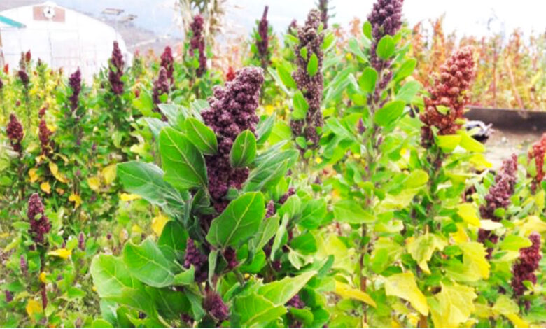 Strengthening quinoa initiative for food security and sustainable agri-system Strengthening quinoa initiative for food security and sustainable agri-system