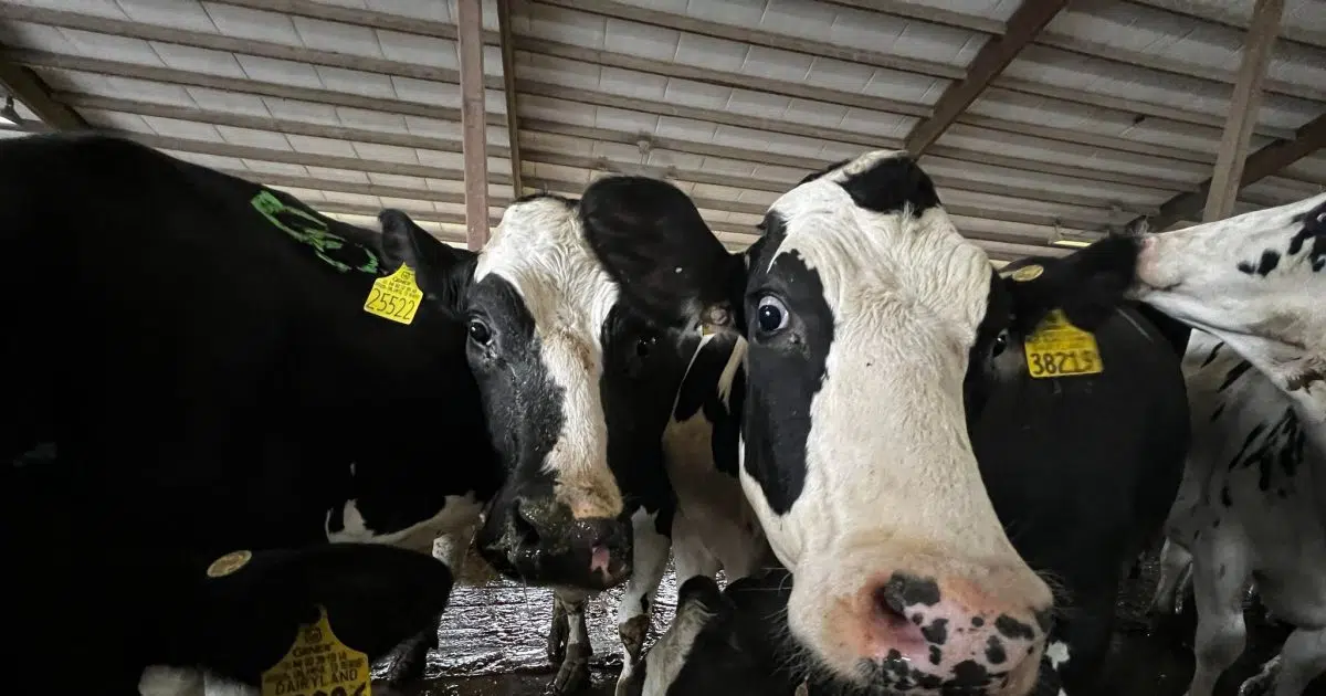 Artificial Intelligence In the Dairy Industry