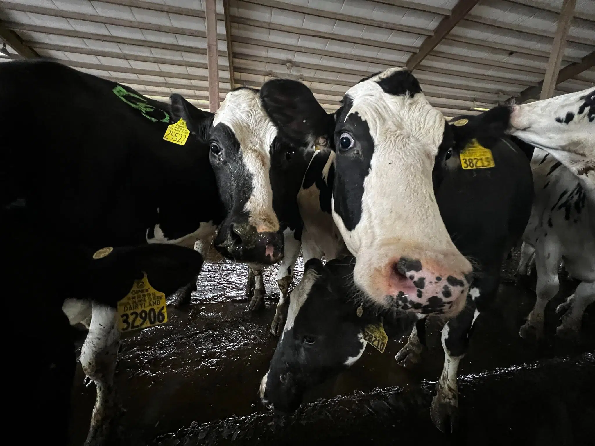 Artificial Intelligence In the Dairy Industry