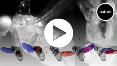 AI and robotics demystify the workings of a fly’s wing