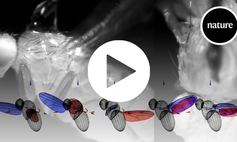 AI and robotics demystify the workings of a fly’s wing AI and robotics demystify the workings of a fly’s wing