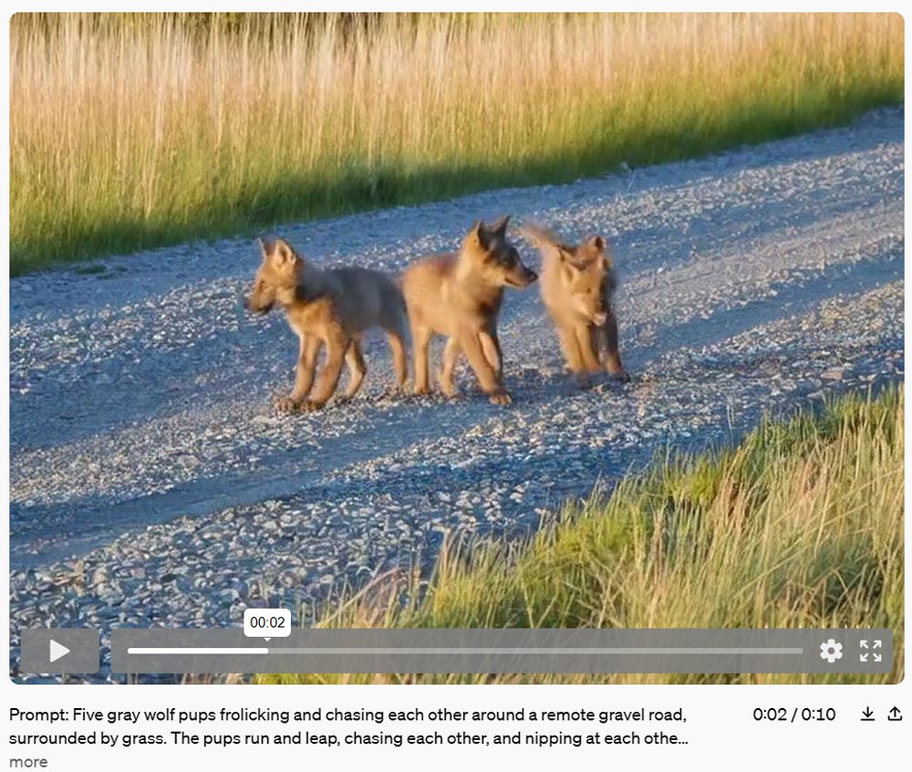 A screenshot of a short video of wolf puppies.