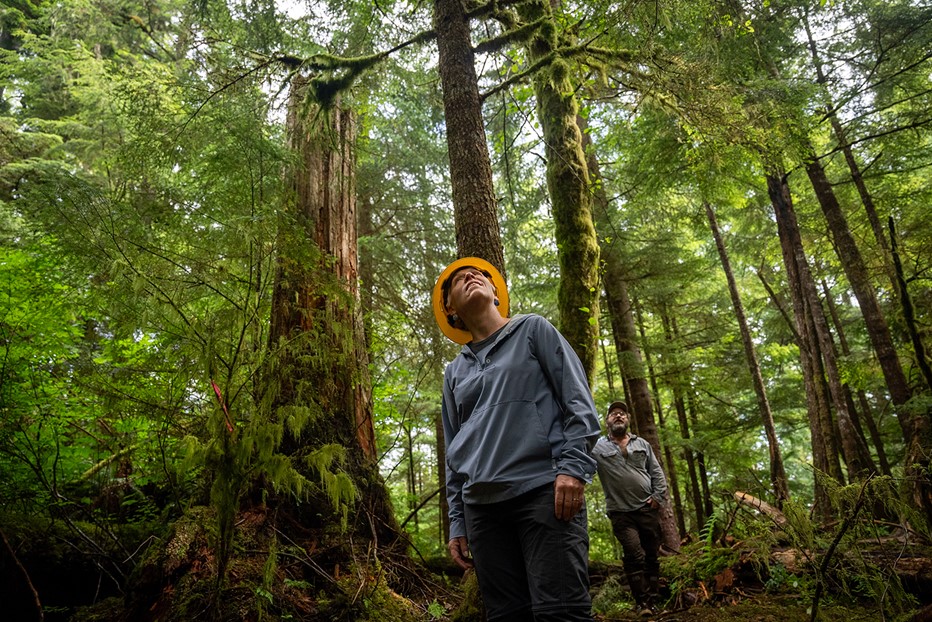 People surrounded by giant trees in the forest