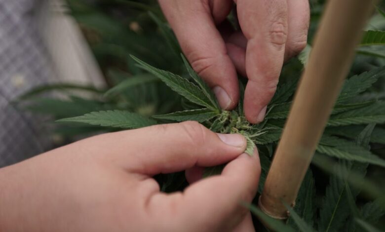 As Cannabis Industry Comes Of Age, Collective Action By Entrepreneurs Is Needed (Op-Ed) As Cannabis Industry Comes Of Age, Collective Action By Entrepreneurs Is Needed (Op-Ed)