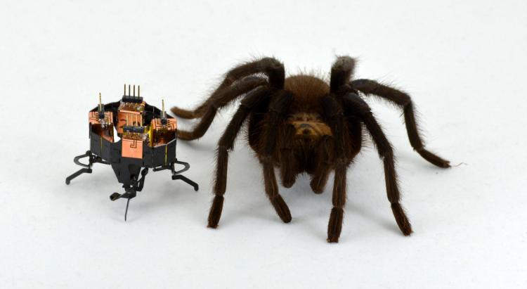 Robots Can’t Outrun Animals . New Study Explores Why Robots Can’t Outrun Animals . New Study Explores Why