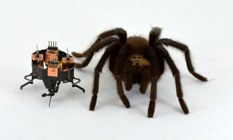 Robots can’t outrun animals. A new study explores why Robots can’t outrun animals. A new study explores why